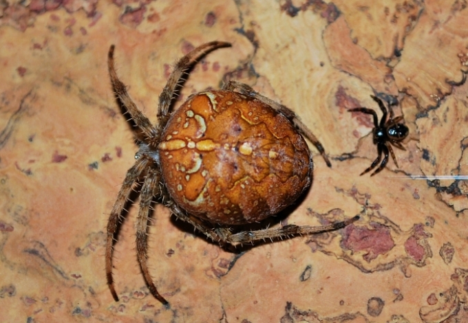 Araneus diadematus